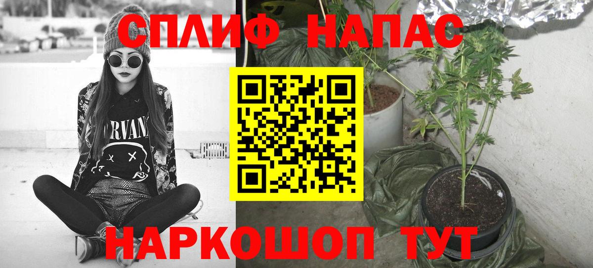 Конопля планчик Светлоград